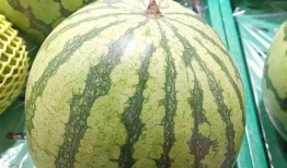 瓜还有人吃吗,探寻瓜类美食的传承与魅力