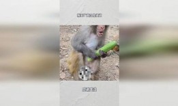 猴王吃瓜寓意是什么,揭秘智慧与勇气的寓言寓意