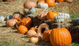 吃瓜的谜底,揭秘“吃瓜”背后的趣味与智慧