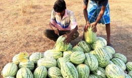 男生讨论吃瓜,男生们津津乐道的“吃瓜”趣事