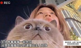 主人吵架猫吃瓜,宠物猫见证主人吵架现场