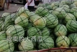 泉州海洋 吃瓜,吃瓜之旅，品味海味风情