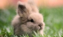 兔子警官吃瓜,揭秘警界幕后趣闻