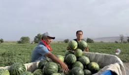红螺寺吃瓜,夏日清凉美食之旅