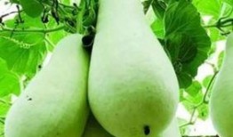 吃葫芦瓜导致口干,揭秘消暑美食背后的健康隐患