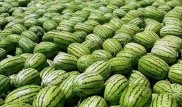 想得美吃瓜,揭秘网络热传美食背后的真相