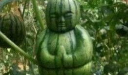 吃瓜好玩,揭秘娱乐圈那些事儿