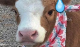 娱乐吃瓜酱狗狗,揭秘娱乐圈的萌宠生活