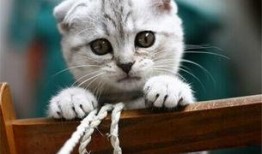 猫吃麻瓜,揭秘麻瓜美食的神秘魅力