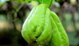 佛手瓜怎么吃健康,营养美味两不误