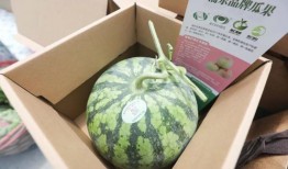 泉州海洋 吃瓜,吃瓜之旅，品味海味风情