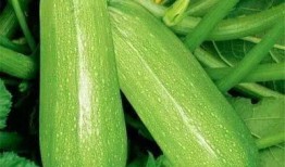 800多页吃瓜,800页吃瓜大揭秘，娱乐圈幕后真相全曝光